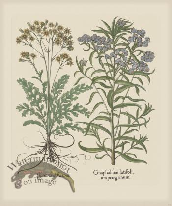 Besler 212 Colored  B2